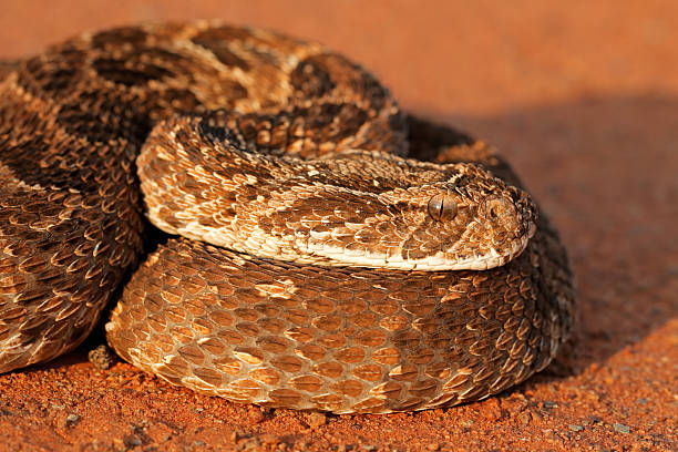 Puff adder portrait Portrait of a puff adder (Bitis arietans), South Africa puff adder bitis arietans stock pictures, royalty-free photos & images