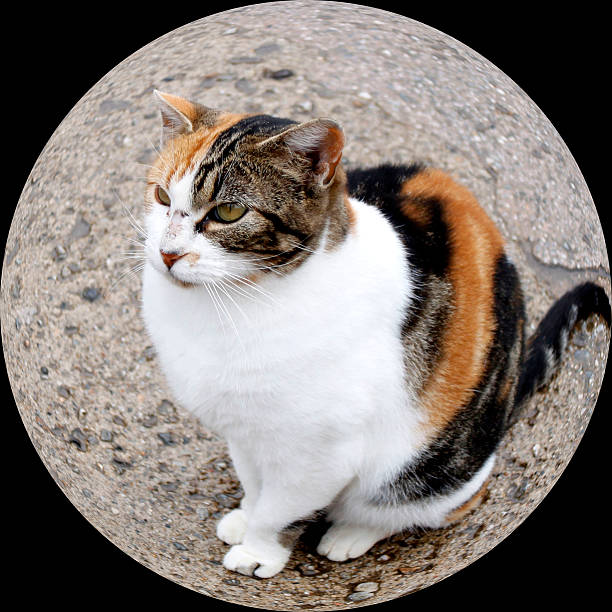 Fisheye of a cat sit looking something