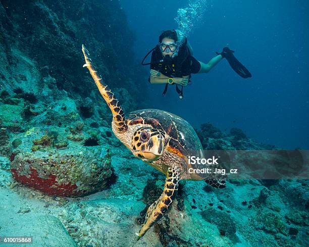 Foto de Mergulhador Com Tartaruga Hawksbill e mais fotos de stock de Abaixo - Abaixo, Adulto, Animal