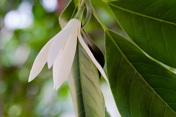 Champaka beautiful and aroma flower on the tree Champaka flower (Also called as Michelia alba champak, Michelia champaca, Magnoliceae hybrid champaka, champak, Magnolia champaka) on the tree with fragrance smell, timber is used for wood working champak stock pictures, royalty-free photos & images