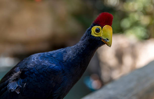 istock Colorful Ross's Turaco bird, looking towards the camera 610017056