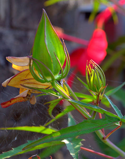 istock Hibiscus coccineus, Red Hibiscus, bud. 610017278