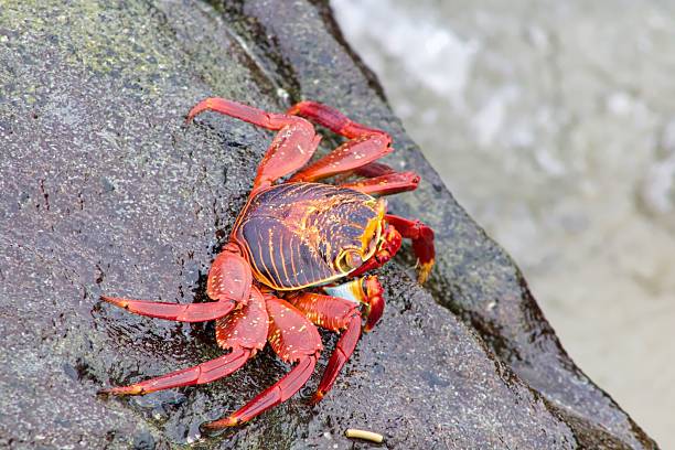 istock Red Rock Crab on the Galapagos Islands 610017818