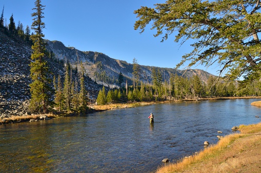 A retired man fly fishing in the Yellowstone National Park is at peace with his world and enjoys the solitude and beauty of this leisure activity on a brisk fall morning
