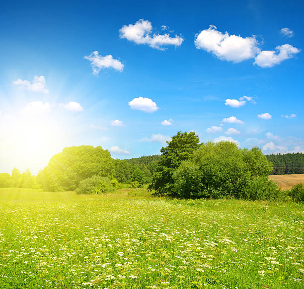 istock Meadow with blue sky in sunny day. 610019322