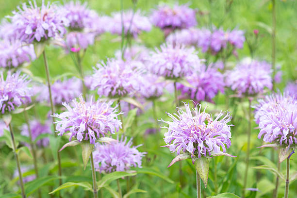 istock Monarda flowers. Monarda didyma 610020796