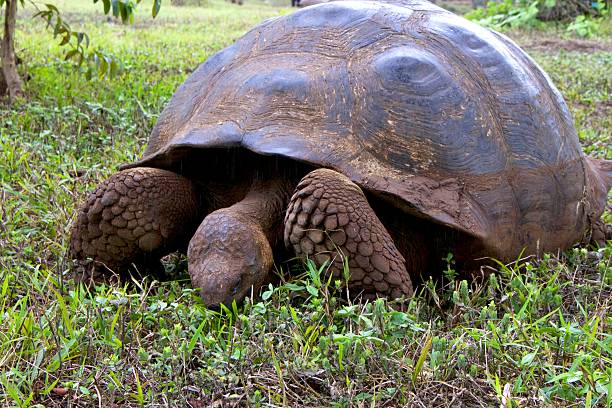 istock Galapagos Tortoise in the Galapagos Islands 610032450