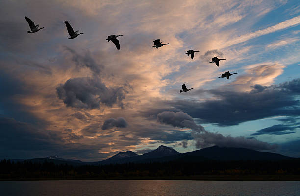 istock Geese formation flying in front of vivid sky formation 610032508