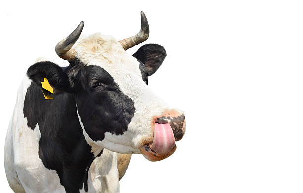 istock Funny cute cow isolated on white 610033016