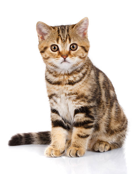 istock Portrait cat, scottish Straight 610033088