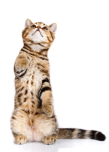 istock cat standing on his hind legs isolated 610033198