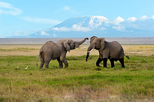 istock Elephants in the savannah 610033630