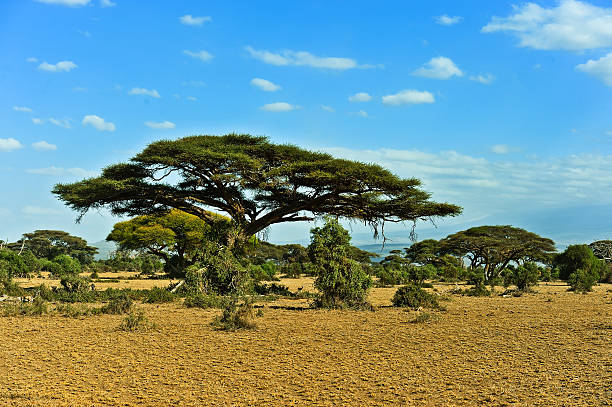 istock African savanna in Kenya 610034492