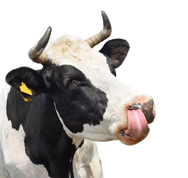 istock Funny cute cow isolated on white 610034802