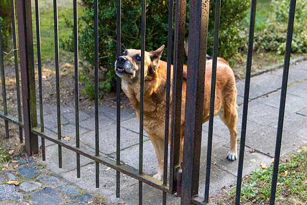 istock Barking dog behind the fence 610035470