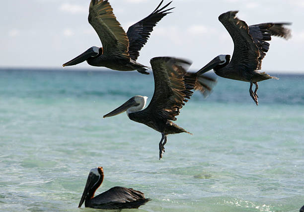 istock SOUTH AMERICA VENEZUELA LOS ROQUES SEABIRDS PELICAN 610036314