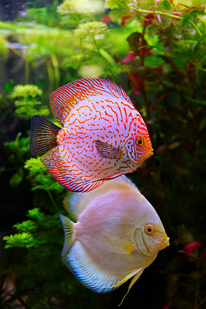 istock Discus (Symphysodon), multi-colored cichlid in the aquarium 610036516
