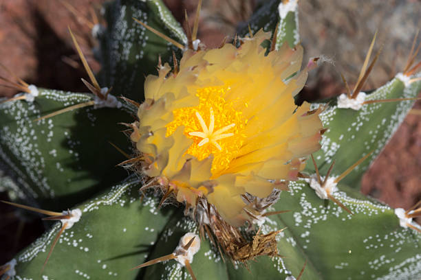 Flowering Cactus in Lanzarote, Playa Blanca