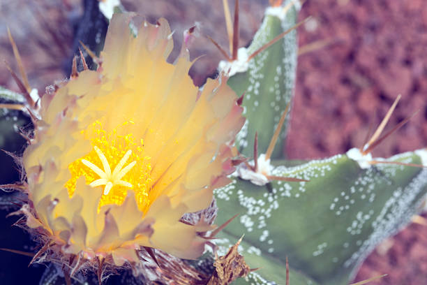 Flowering Cactus in Lanzarote, Playa Blanca