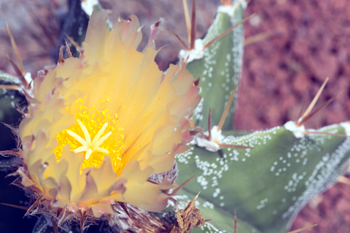 Flowering Cactus in Lanzarote, Playa Blanca