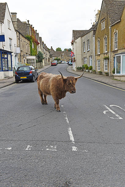 Free Stock Photo of A cow standing in a street | Download Free Images ...