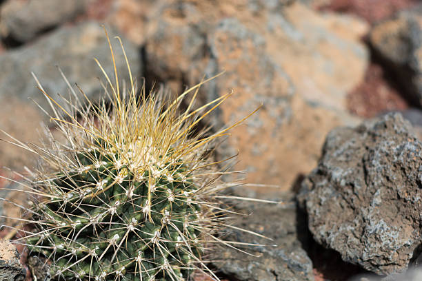 istock Catus Flowers - Lanzarote, Playa Blanca 610038468