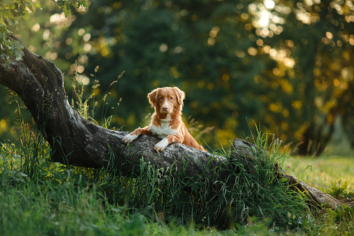 Nova Scotia Duck Tolling Retriever Dog walking in the forest in summer