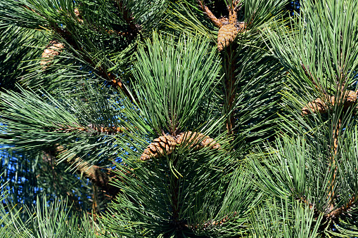 Pinus mugo. Needles and buds close up