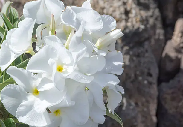 Photo of Catus Flowers - Lanzarote, Playa Blanca