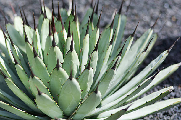 fleurs de catus - lanzarote, playa blanca - catus photos et images de collection