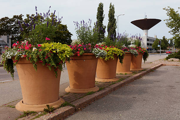 flowerpots with red-leaved begonia annuals and green-leaved in a beige concrete flowerpot on the pavement by the road protects pedestrians together with a chain railing at the crossroads, canna, zonale, peltatum, graveolens, indica,