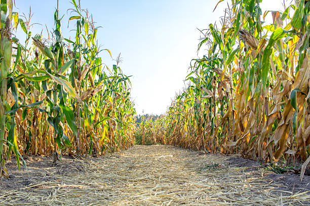 istock Corn plants on farm field in village 610041064