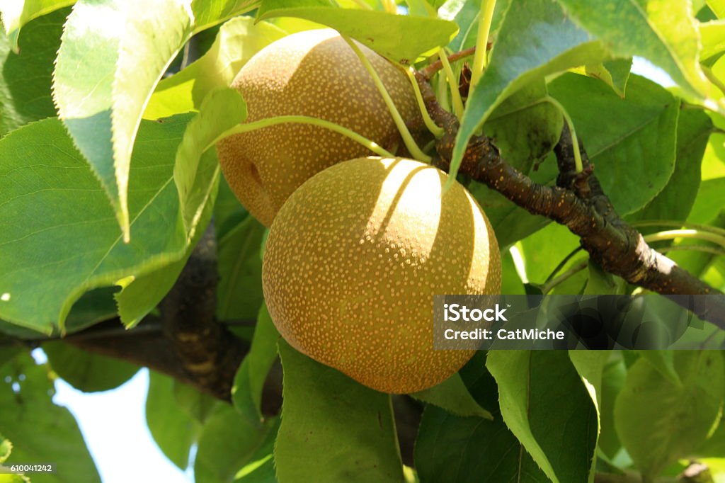 Asian Pear Asian pears in Natick, Massachusetts Asian Pear Stock Photo