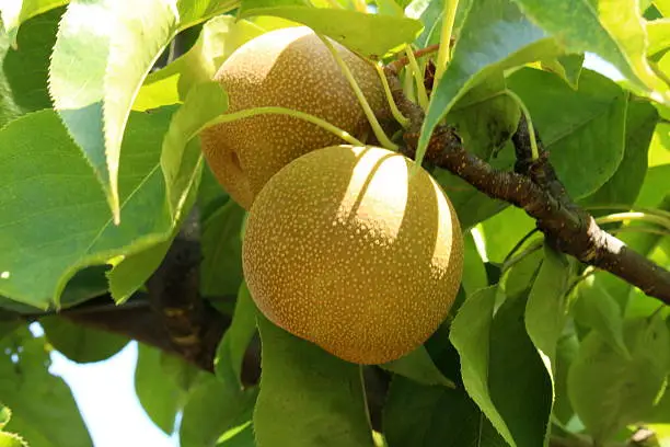 Asian pears in Natick, Massachusetts