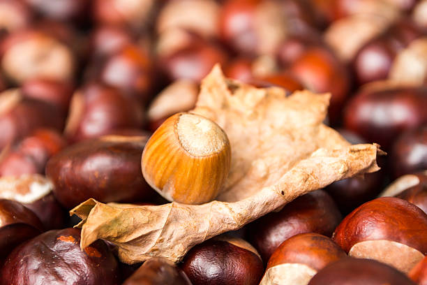 istock Chestnut harvest, spread out to dry. 610041694