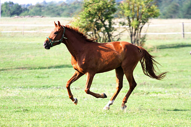 istock Beautiful purebred horses see more in my portfolio 610043522