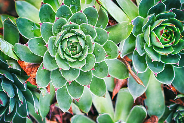 istock Closeup of houseleek 610043976