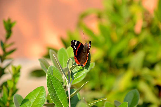 Colorful butterfly in the garden