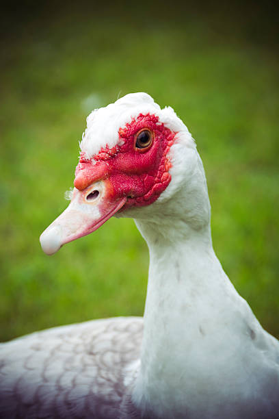 istock Portrait of Muscovy Duck 610044484