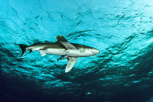 Brother Island A shark in Brother Island in Redsea pilot fish stock pictures, royalty-free photos & images