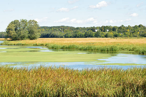 istock Ossekeag Creek Hampton New Brunswick Canada (late Summer) 610044810