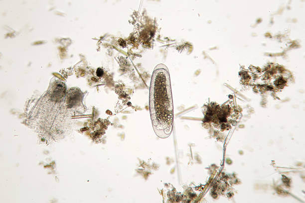 istock Freshwater unicellular microorganism. Zooplankton Supermacro. Aquaculture 610045104