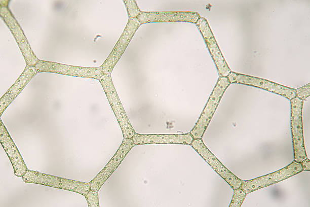 istock Freshwater Hydrodictyon reticulatum. Hexagonal structure. Aquaculture. Biology 610045652