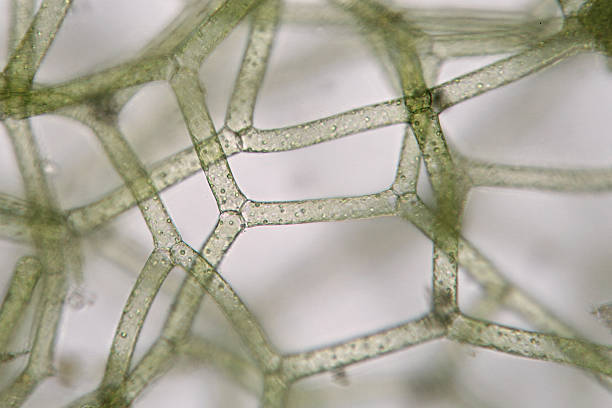 istock Freshwater algae Hydrodictyon reticulatum mesh. Supermacro. Aquaculture 610045692