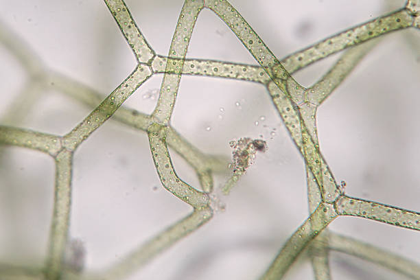 istock Freshwater algae Hydrodictyon reticulatum. Supermacro. Aquaculture. Science 610045730