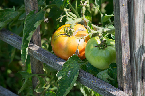 Large tomatoes on the vine in a garden with a wooden trellis support