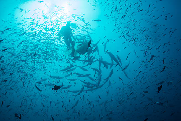 istock Fish and Scuba Diver in Blue Water 610047022