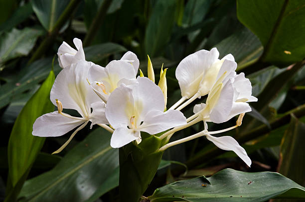 Hoa Huệ Gừng Trắng Một Loài Hoa Hương Mãnh Liệt Hình ảnh Sẵn có - Tải xuống  Hình ảnh Ngay bây giờ - Màu trắng, Cánh hoa, Cảm xúc - iStock