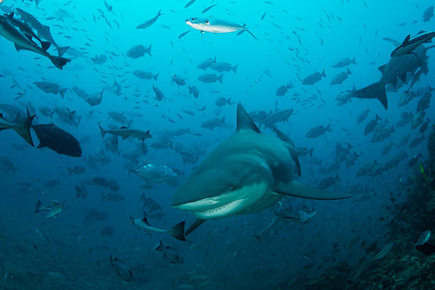istock Bull Shark in Blue Water 610047216