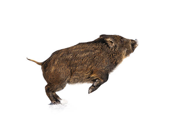 Isolated Baby boar playing stock photo